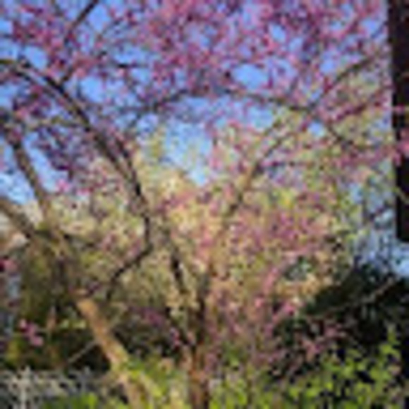 Meet your Posher, Lorelei - Picture 1 of 1